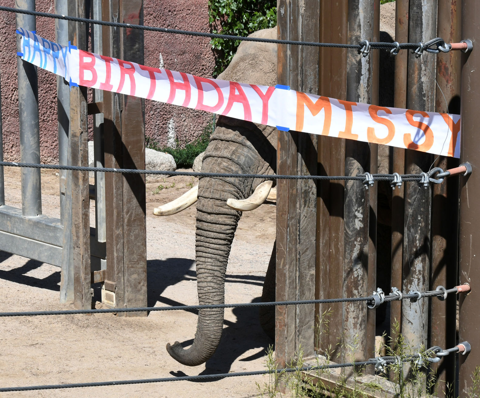 070119-news-elephant 01.JPG